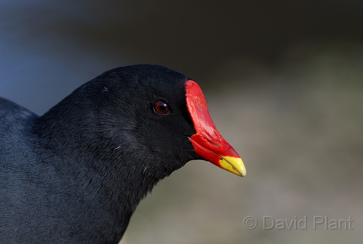 Moorhen head - A.jpg - Moorhen head - Slimbridge